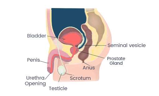 Andrology-department-SNHospital